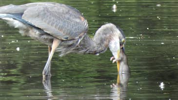 Video: Great Blue Heron Gulps Down a Giant Rat in NYC