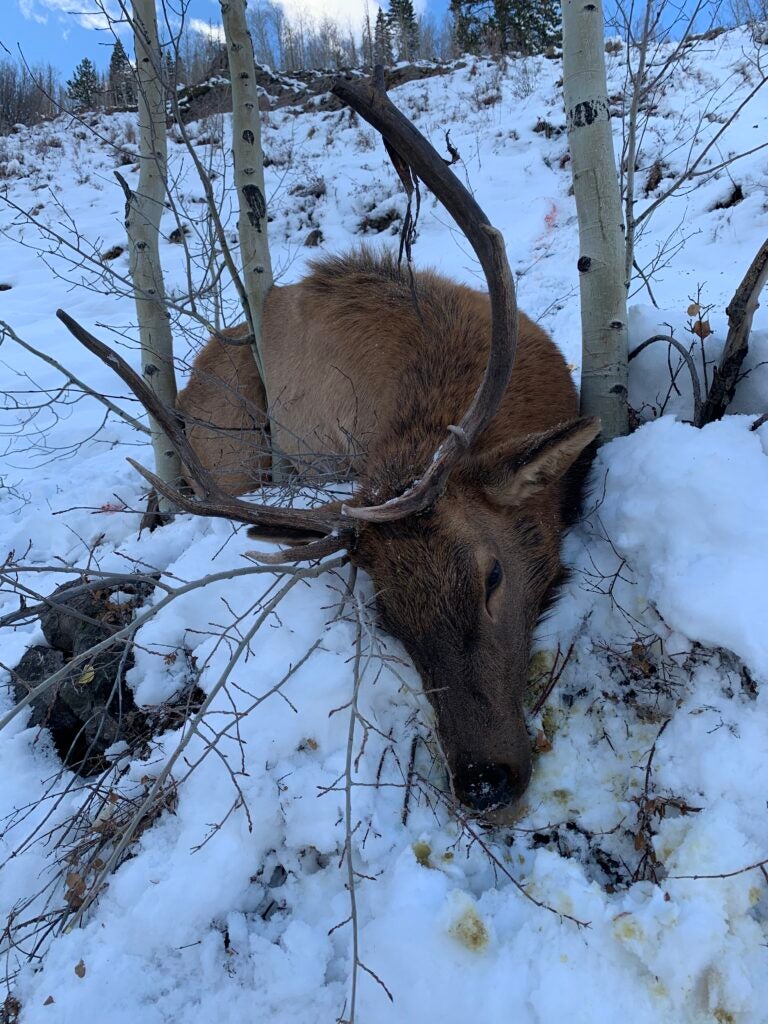 Elk hunt in colorado