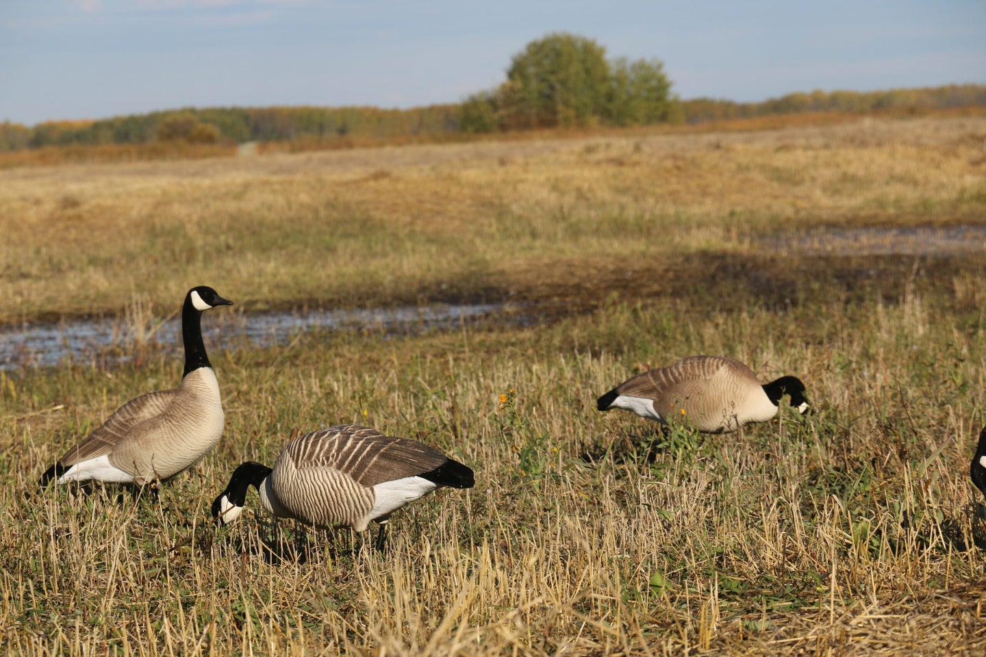 canada geese decoys in a field