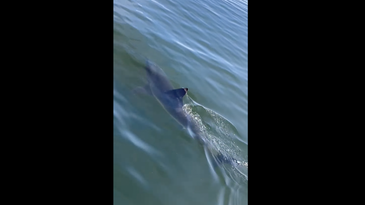 Video: Massive Shark Circles Coast Guard Boat in Oregon