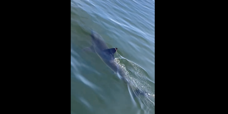 Video: Massive Shark Circles Coast Guard Boat in Oregon