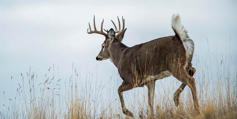 Best Advice Ever for Deer Hunters: Sit %@&#ing Still!