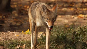 “Screaming Bloody Murder!” Coyote Attacks Two Toddlers Near Boston