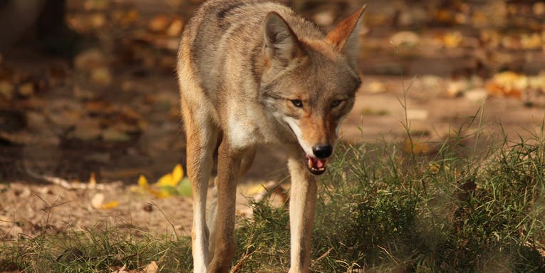 “Screaming Bloody Murder!” Coyote Attacks Two Toddlers Near Boston