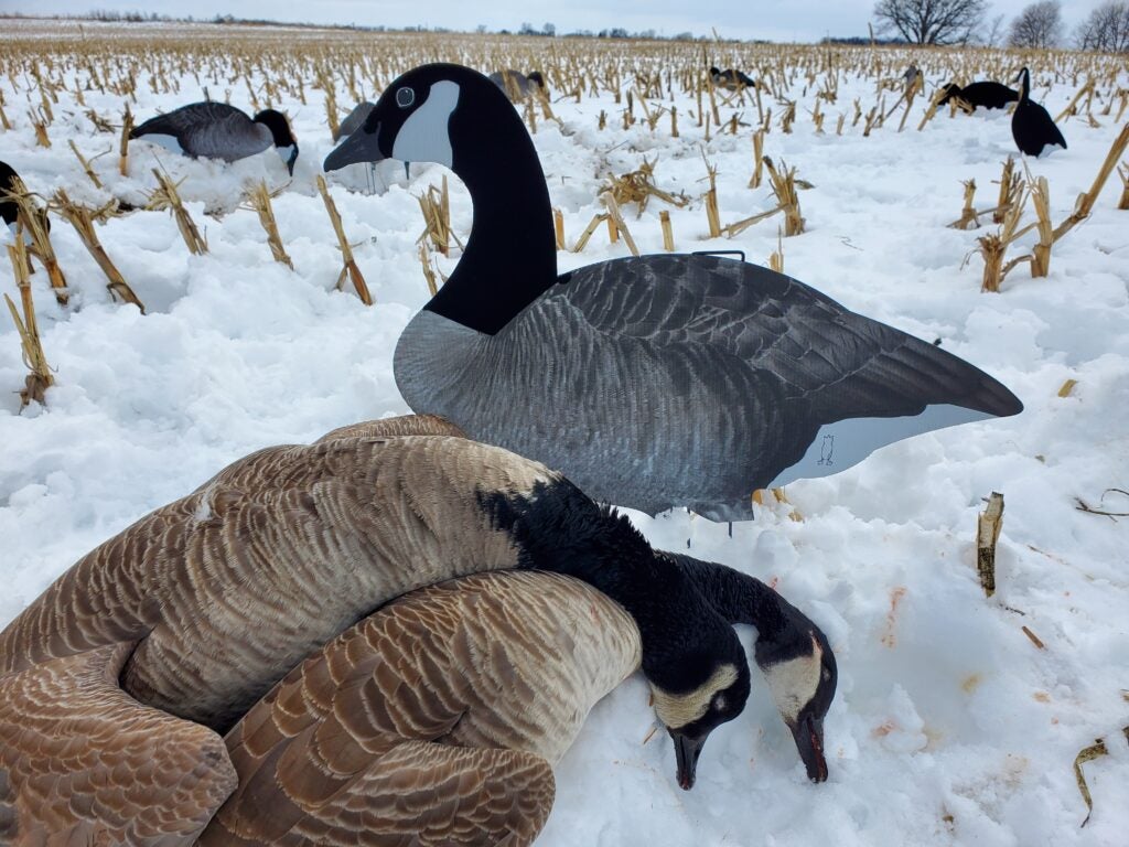 silhouette decoys and Canada geese