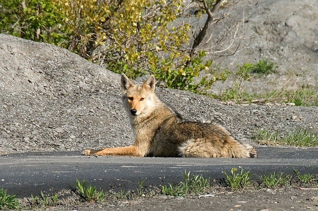 coyote sitting on pavement