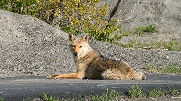 45 Coyote Attacks at Vancouver Park Prompts Major Government Culling Effort