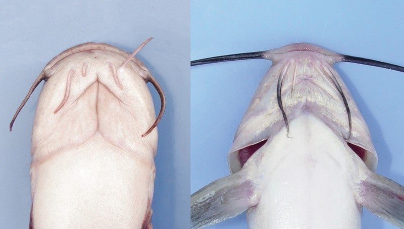 Two catfish lay belly up. The white catfish on the left has a wider head and lighter coloring than the fish on the right, which is a channel catfish