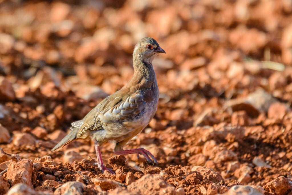 A perdiz upland bird walking on the ground. 