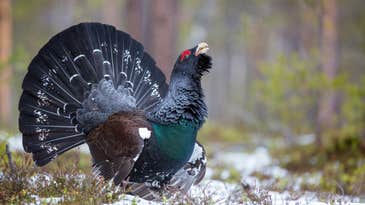 Think Pheasants Look Wild? Check Out These 5 Strange Upland Birds