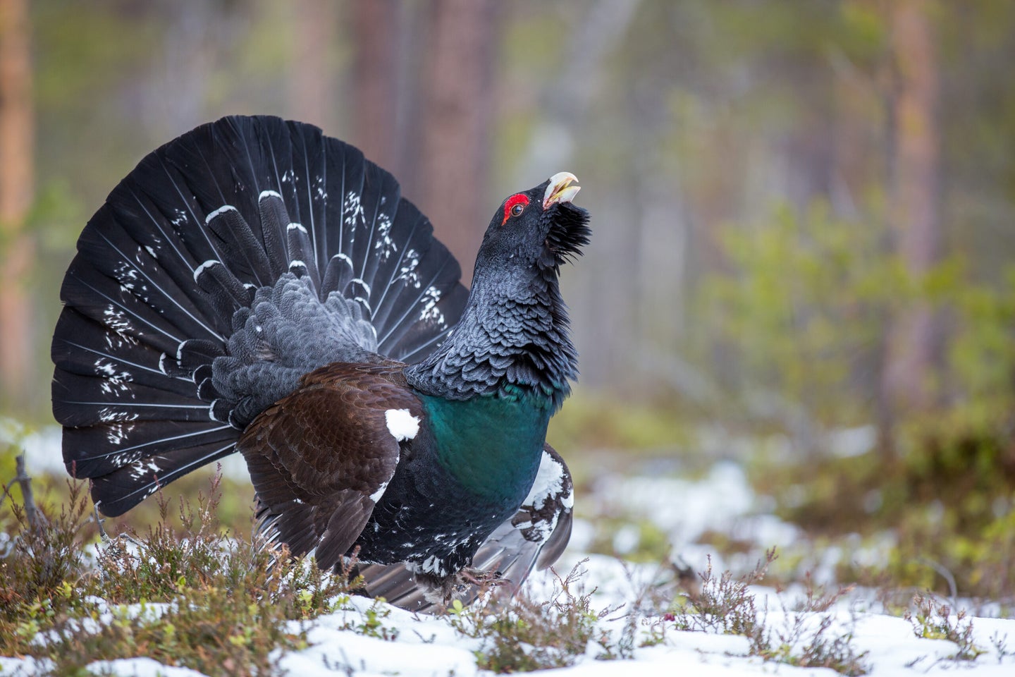 The capercaillie upland bird strutting and calling in the snow.