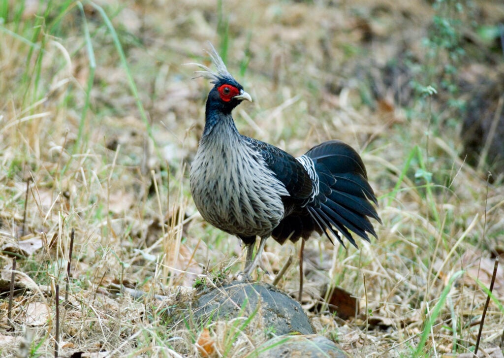 The Kalij pheasant walking in the grass is a strange upland bird. 