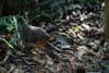 The thicket tinamou on the forest floor. 