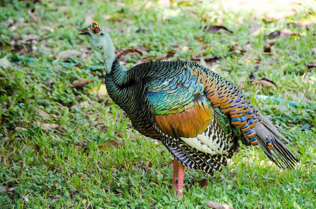 an oscellated turkey upland bird standing in the grass. 
