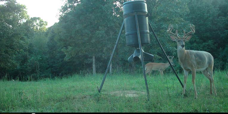 Kentucky Moves to Ban Baiting in Five Counties After CWD Found In Nearby Tennessee Deer