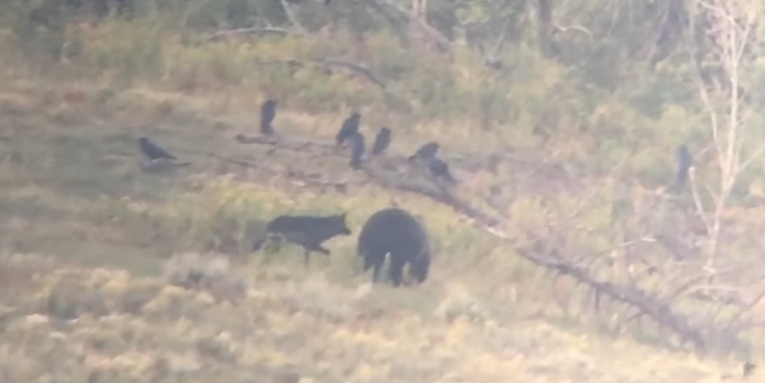 Video: Gray Wolf Chomps Down On a Large Grizzly Bear
