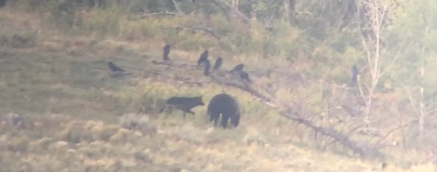 bear chases grizzly bear in front of several birds perched on a branch