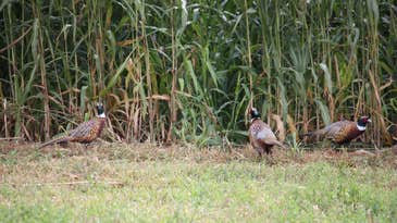 Looking to Boost Participation, Maryland Holds Stocked Pheasant Hunt Lottery