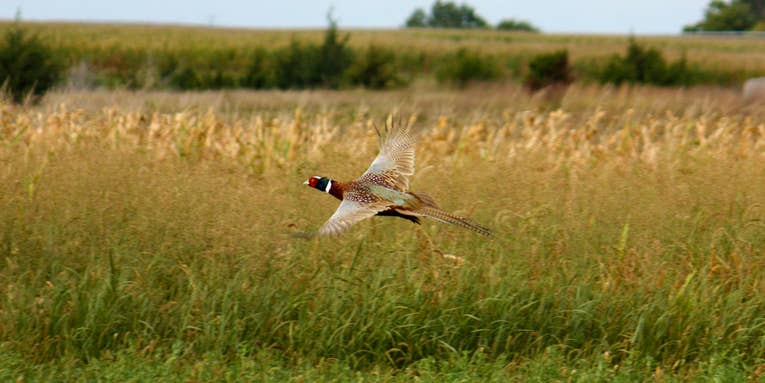 South Dakota Retools to Boost Pheasant and Hunter Participation Numbers