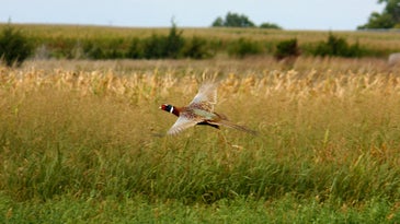 pheasant flies in grassy field