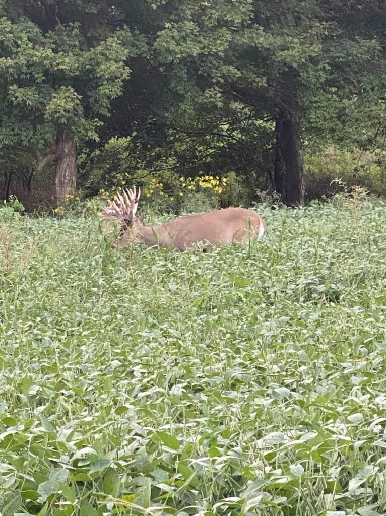 a deer with a large rack walks in a soybean field 