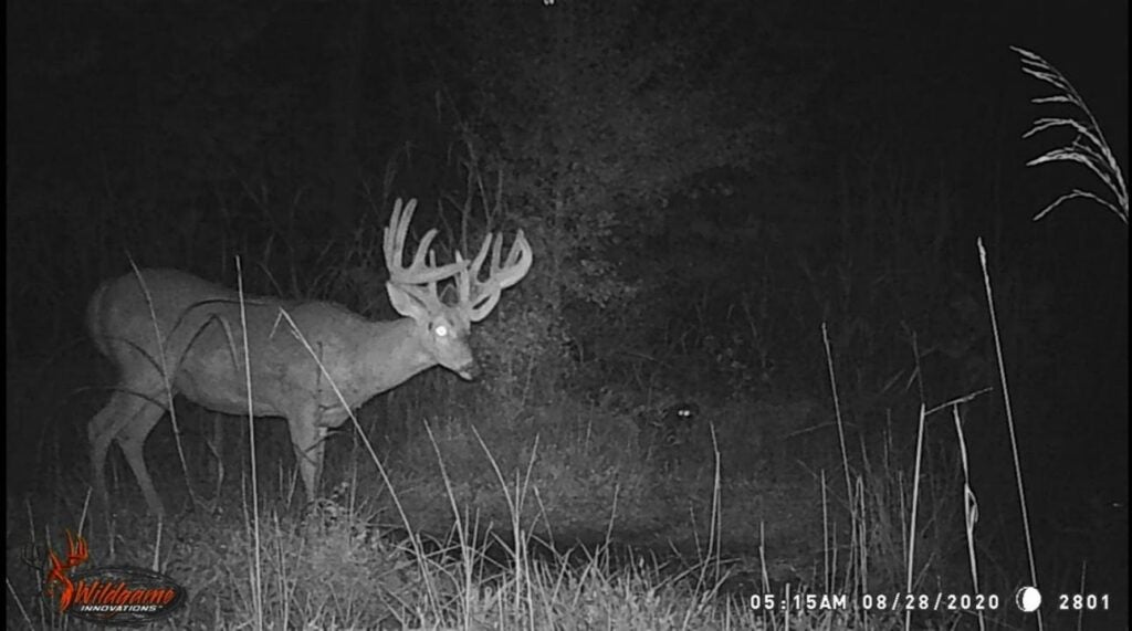 a big buck in a black and white trail cam photo