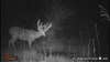 a big buck in a black and white trail cam photo