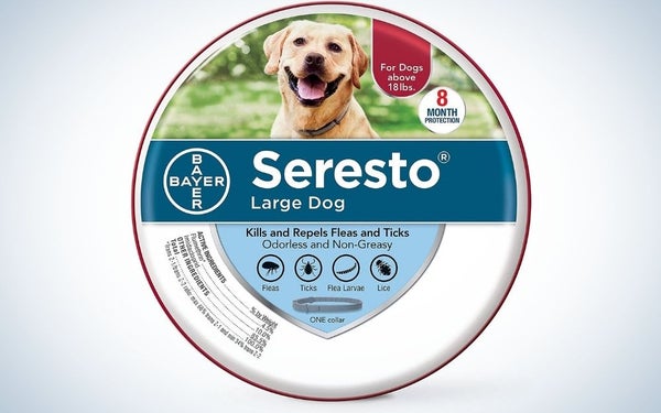 Qafa Soresto është mbrojtja më e mirë për qentë nga pleshtat dhe rriqrat.