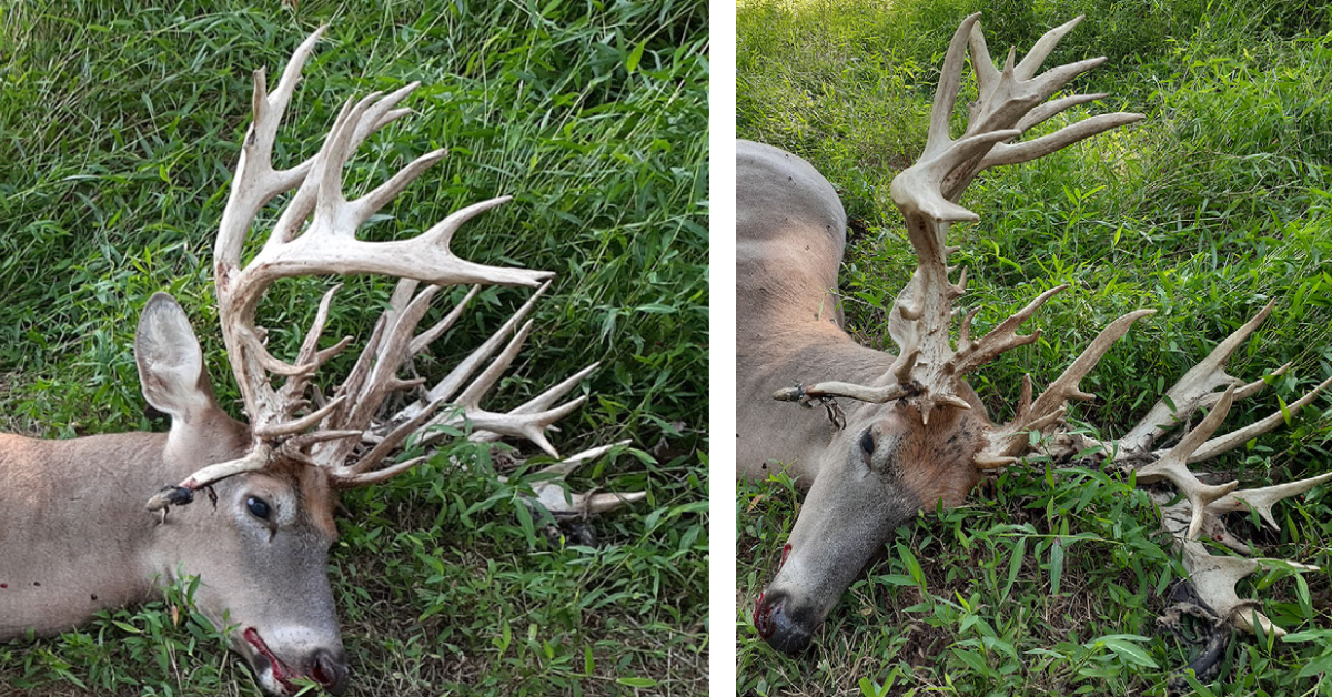 Two photos the head of a dead deer with a rack that has many points