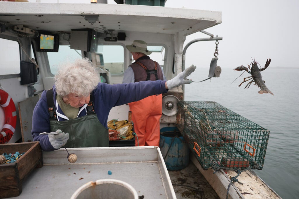A woman with gray hair throws a small lobster back into the ocean
