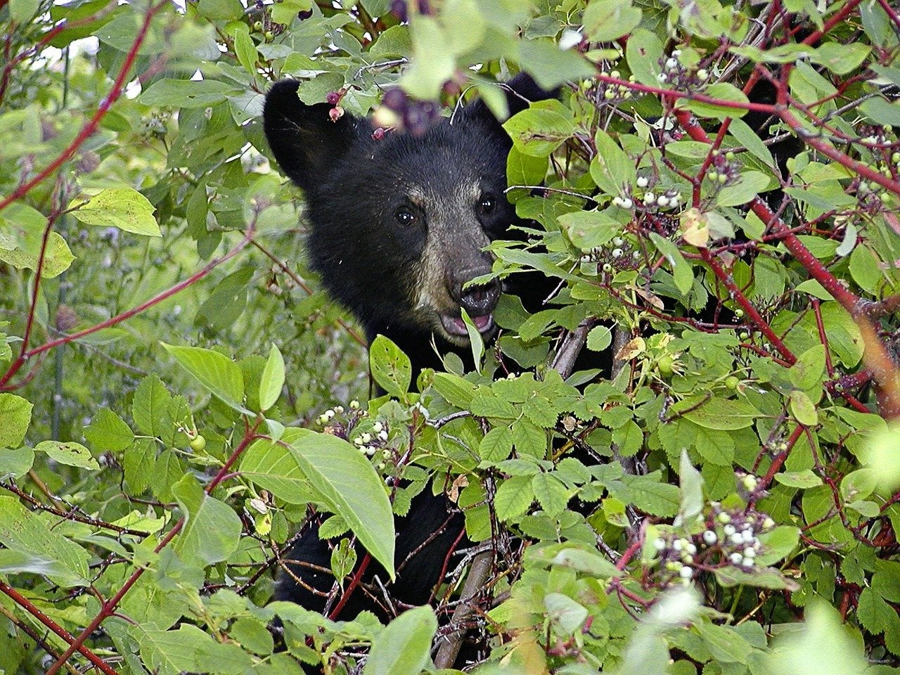 There will be no bear hunting in New Jersey this fall. 