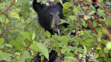 NJ Governor Squashes Emergency Bear Hunt