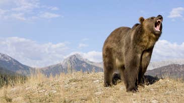 Wyoming Asks Federal Government to Delist Grizzlies from Endangered Species Act