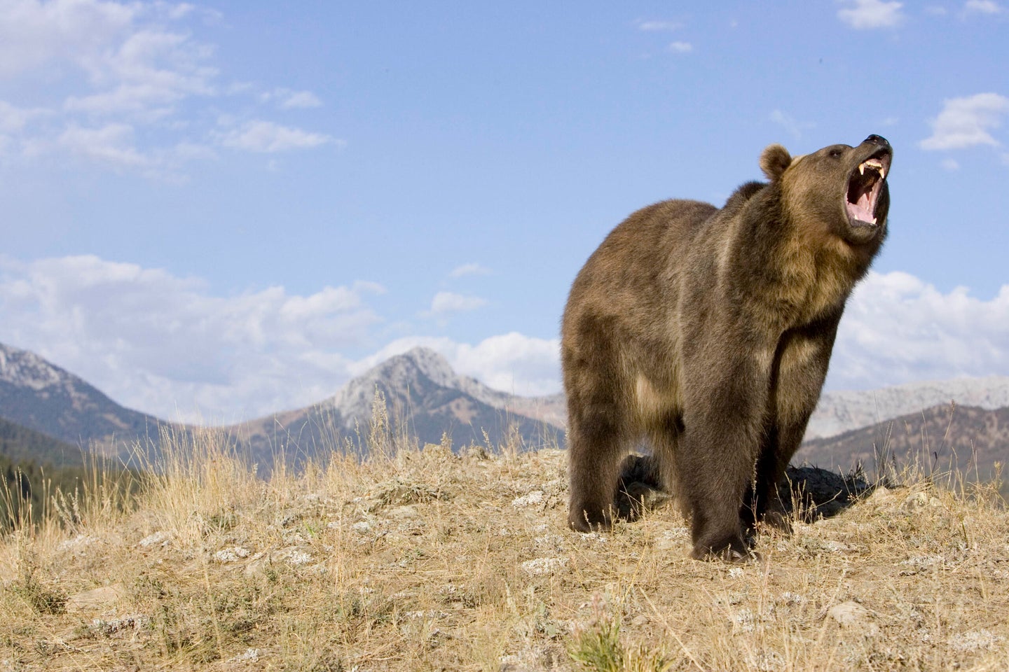 Grizzlies can weigh up to 800 pounds.