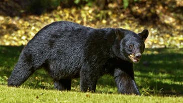 Black Bear with a Broken Jaw Traps Colorado Family Inside House for 45 Minutes