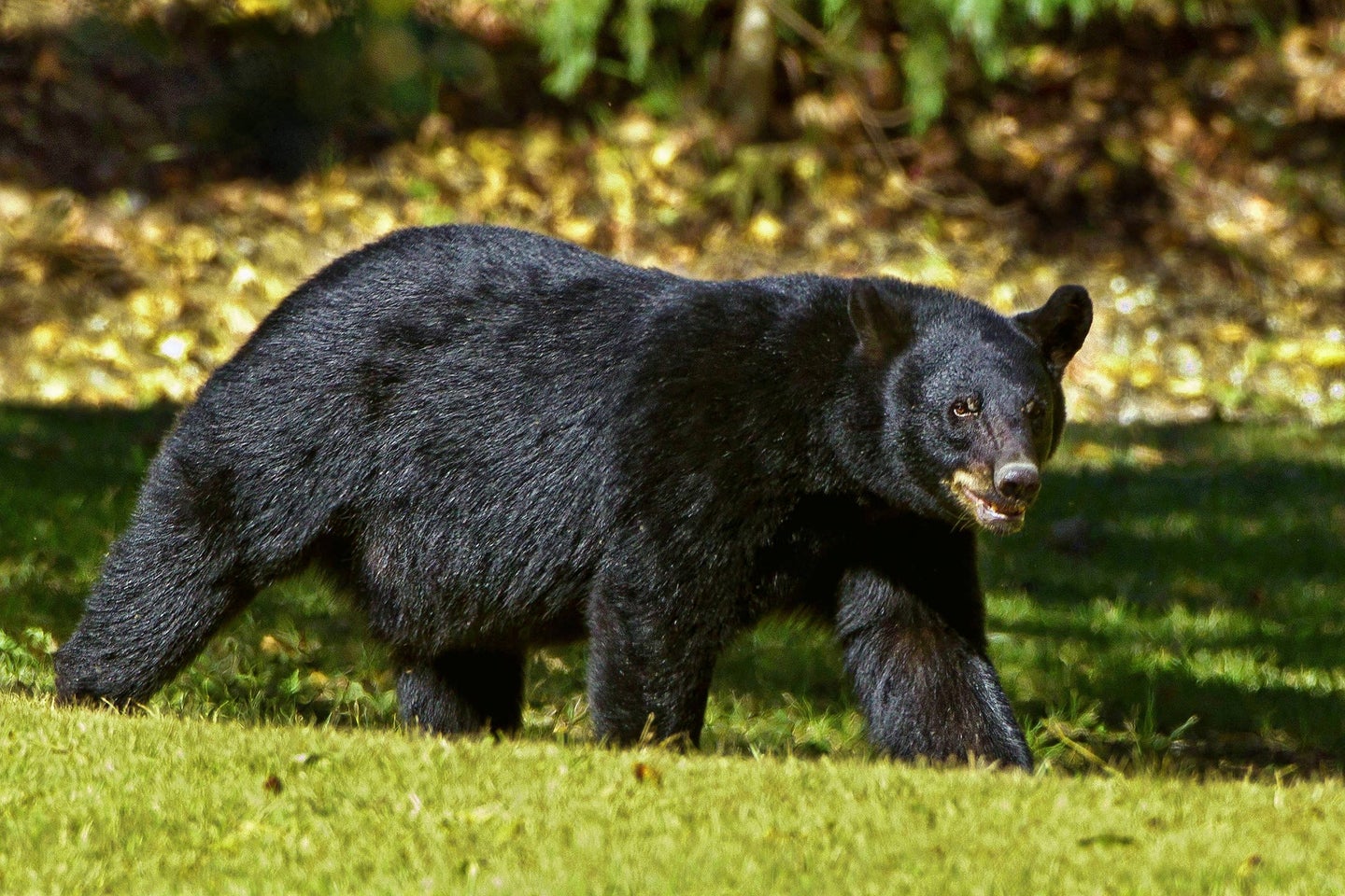 black bear walks across lawn