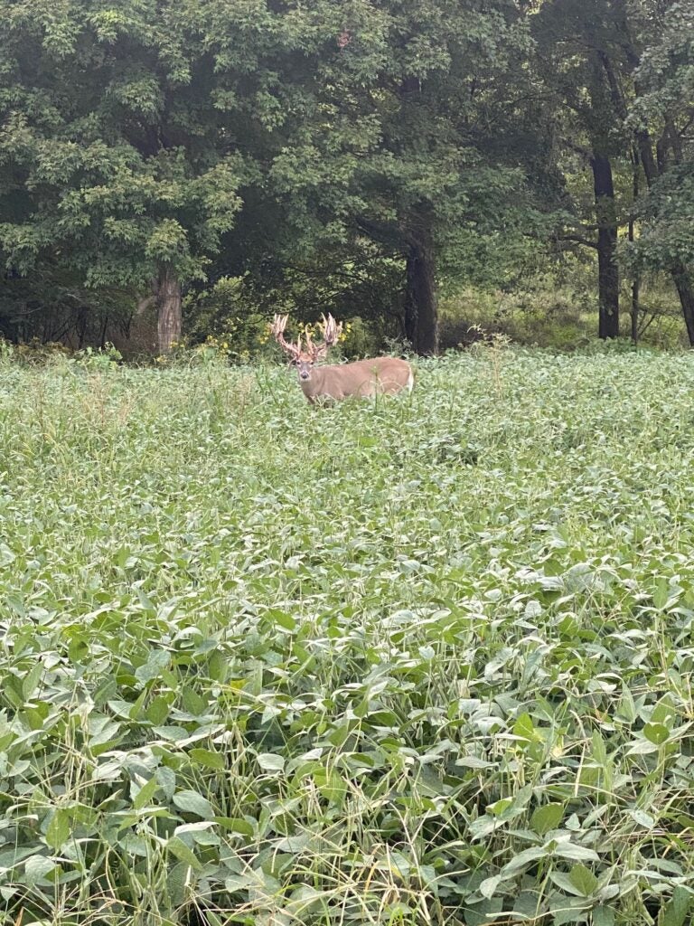 A big buck stands in the middle of a soybean field