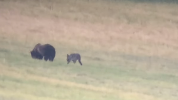 Video: Yellowstone Wolf Bites Grizzly—Again. But Why?