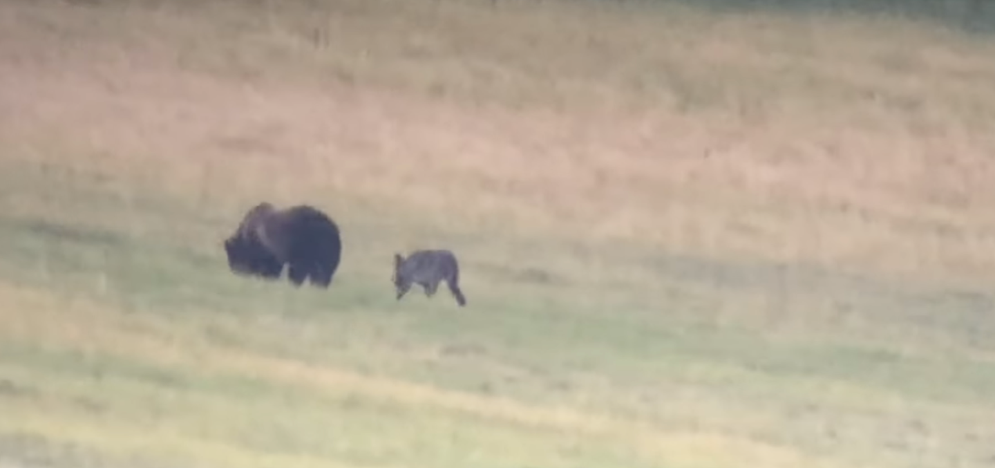 a wolf follows a big grizzly bear in a grassy area