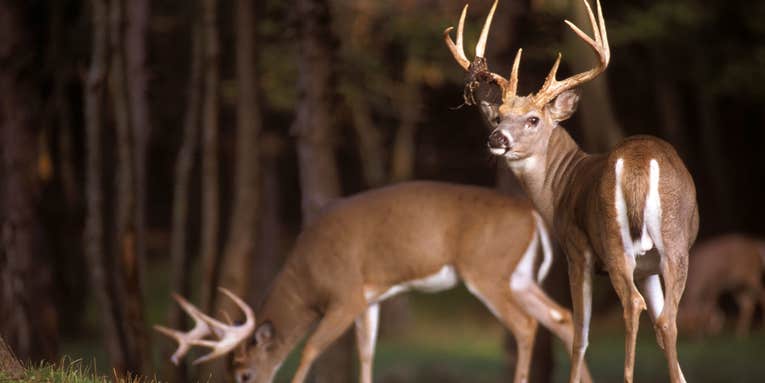 Yes You Can Tag a Great Early-Season Buck on a Morning Hunt