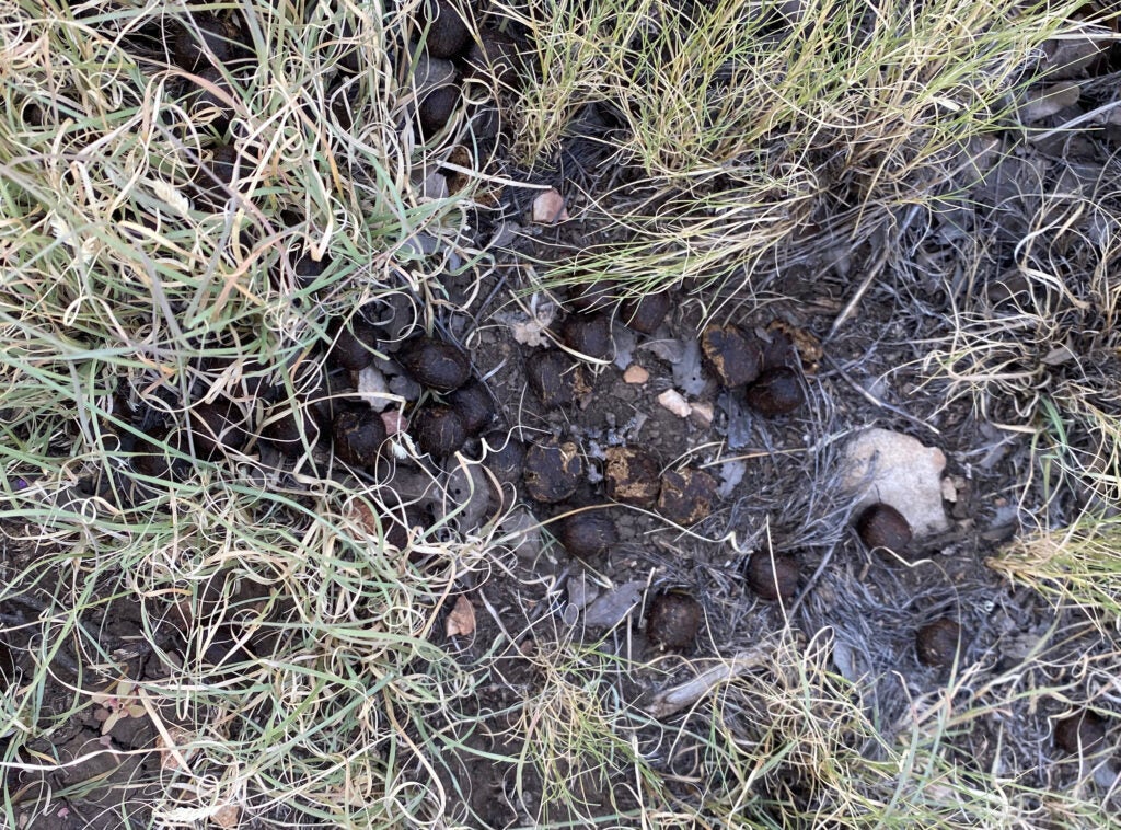 Elk droppings on the ground.