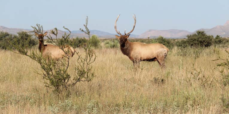 To Bag a Bull Elk, You Have to Find it First. Here’s How