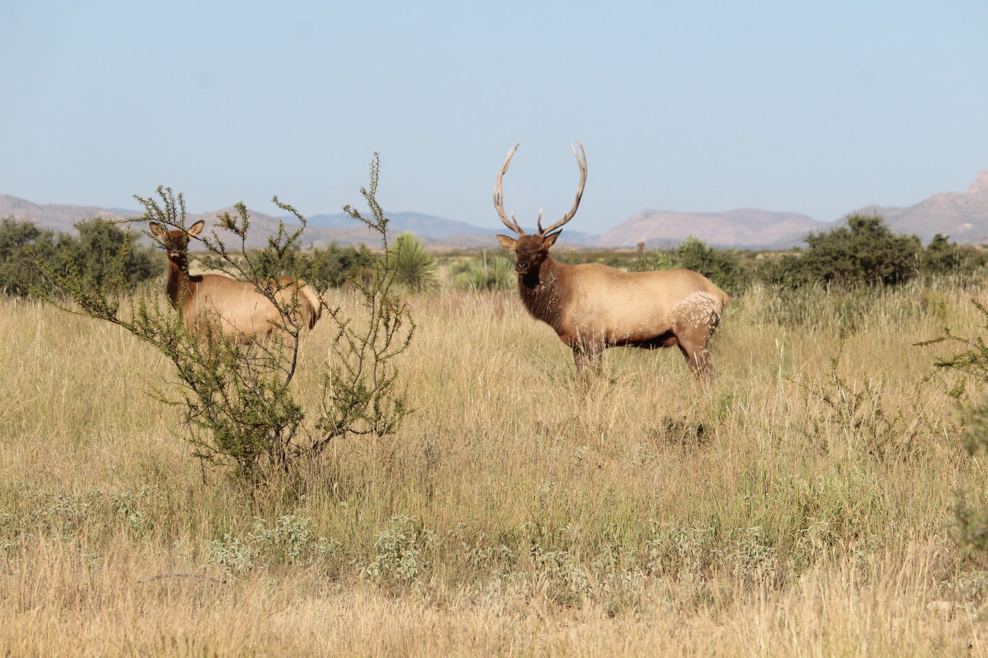 A bull elk standing in a field