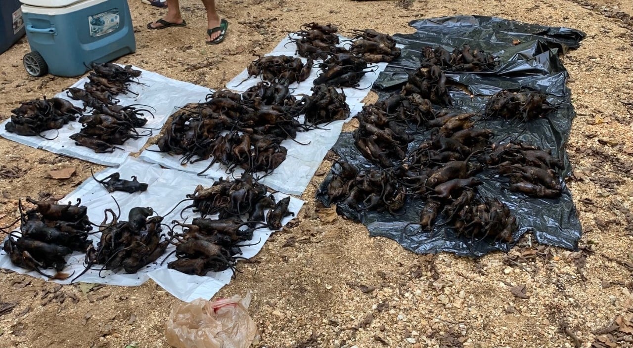 Hundreds of dead, charred squirrels atop several tarps