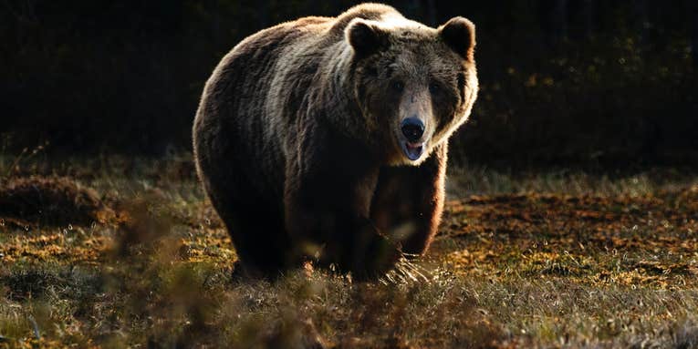 The 5 Deadliest Animals in North America—And the 5 States With the Most Fatal Attacks
