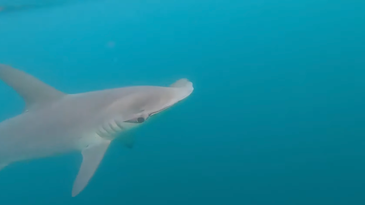 Video: 10-Foot Hammerhead Shark Circles Kayak Anglers