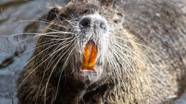 Beaver Attacks and Nearly Kills Massachusetts Man