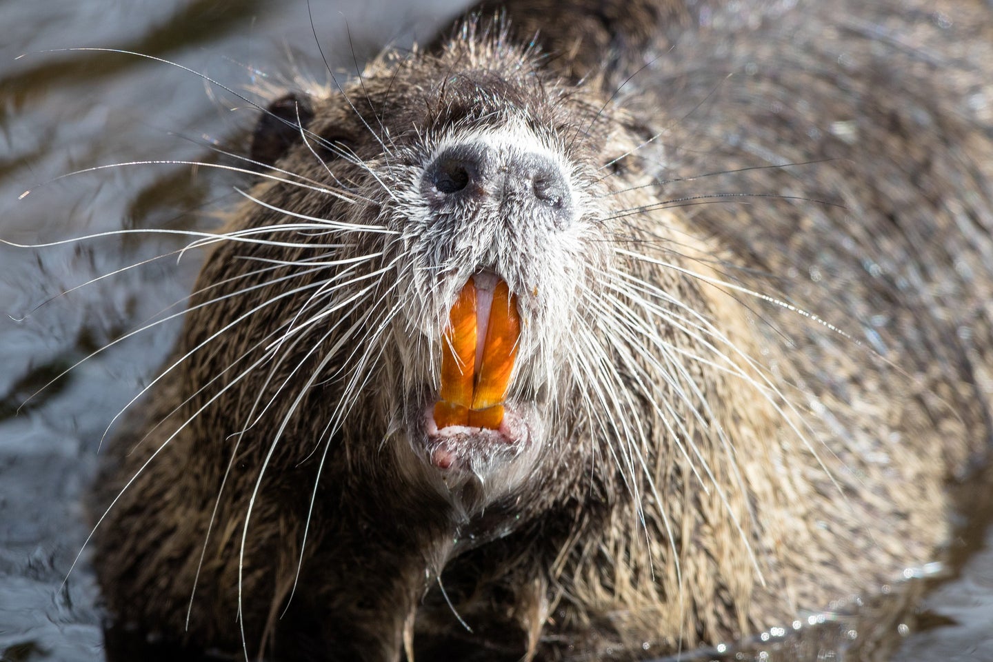 Beaver attacks are rare, but a rabid animal nearly killed a man in Massachusetts. 