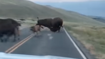 Video: Bison Launches Another Bison Off of the Road in Epic Battle