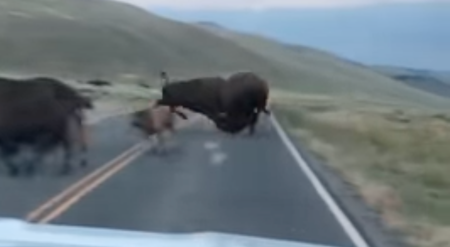 Bison crashes into another bison